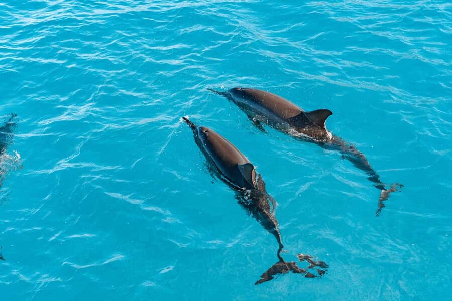 Swim with Wild Dolphins Oahu Speedboat Snorkeling Adventure! - The Dolphin Warrior and Oahus west coast