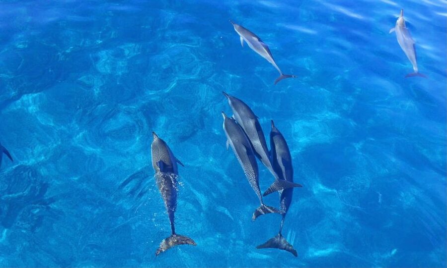 Swim with Wild Dolphins Oahu Speedboat Snorkeling Adventure! - Should you book the Iruka Hawaii Dolphin tour?