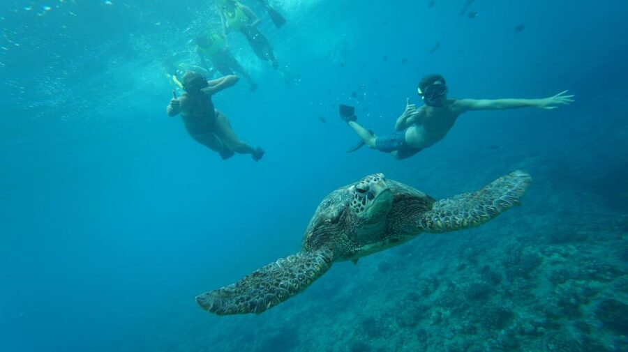 Swim with Wild Dolphins Oahu Speedboat Snorkeling Adventure! - Snorkeling with turtles at Makaha Reef