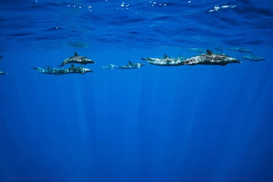 Swim with Wild Dolphins Oahu Speedboat Snorkeling Adventure! - Getting to Waianae from Waikiki and Ko Olina
