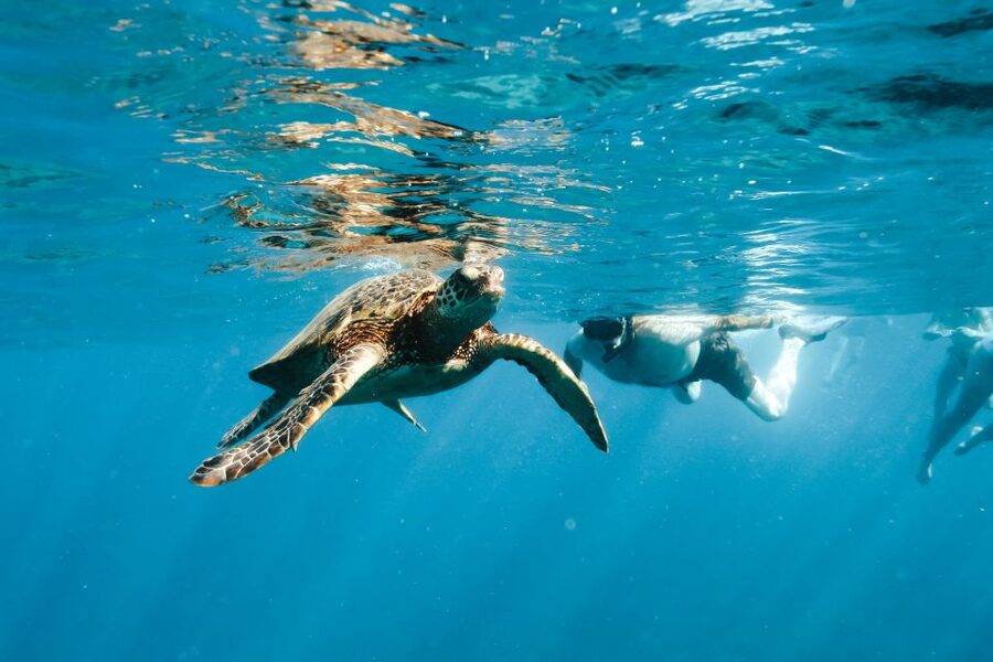 Swim with Wild Dolphins Oahu Speedboat Snorkeling Adventure! - Who will enjoy this speedboat trip