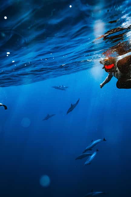 Swim with Wild Dolphins Oahu Speedboat Snorkeling Adventure! - Is $199 a fair price?