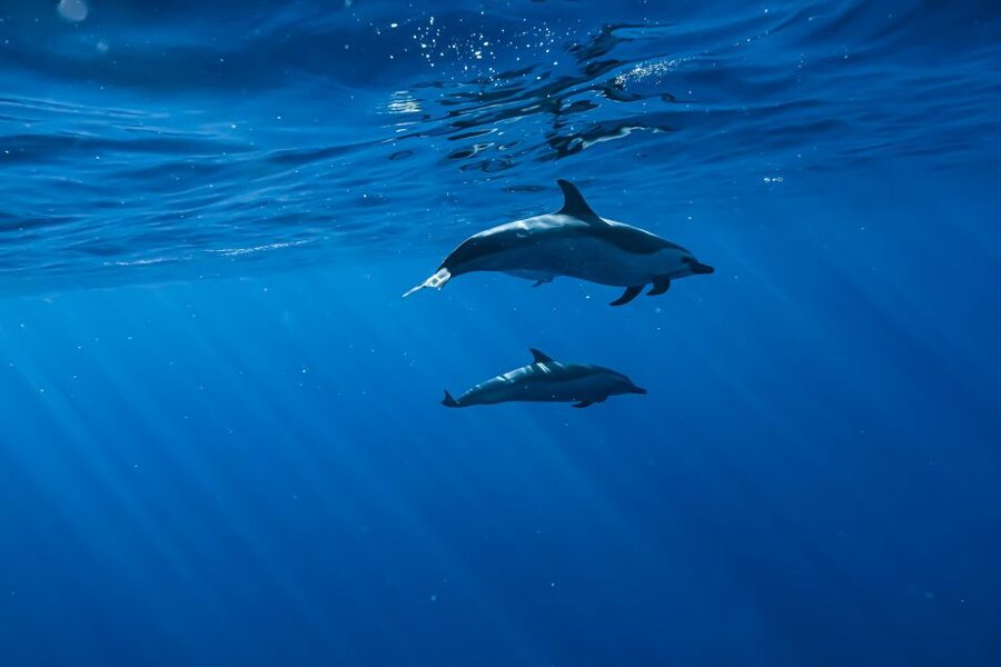 Swim with Wild Dolphins Oahu Speedboat Snorkeling Adventure! - Small details that make the day easier