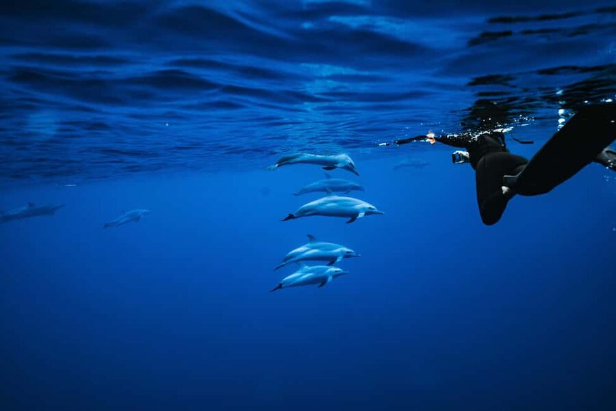 Swim with Wild Dolphins Oahu Speedboat Snorkeling Adventure! - Lunch between the dolphin and reef stops