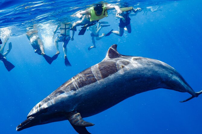 Swimming with Wild Dolphins Speedboat Adventure on Oahu - Meeting Wild Dolphins off Oahu’s West Coast