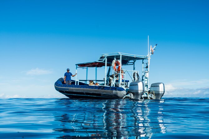 Swimming with Wild Dolphins Speedboat Adventure on Oahu - The Dolphin Search: Exciting, Unpredictable, and Ethical