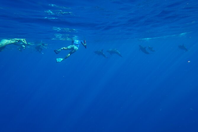 Swimming with Wild Dolphins Speedboat Adventure on Oahu - Pickup from Waikiki and Ko Olina