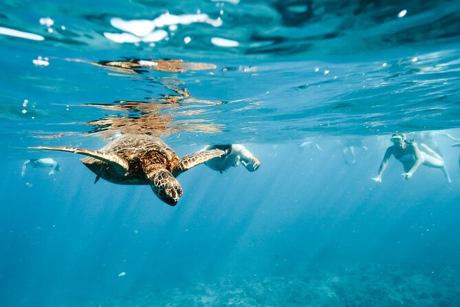 Swimming with Wild Dolphins Speedboat Adventure on Oahu - Safety, Swimming Ability, and Family Fit