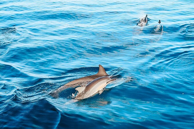 Swimming with Wild Dolphins Speedboat Adventure on Oahu - Is the $199 Price Worth It?
