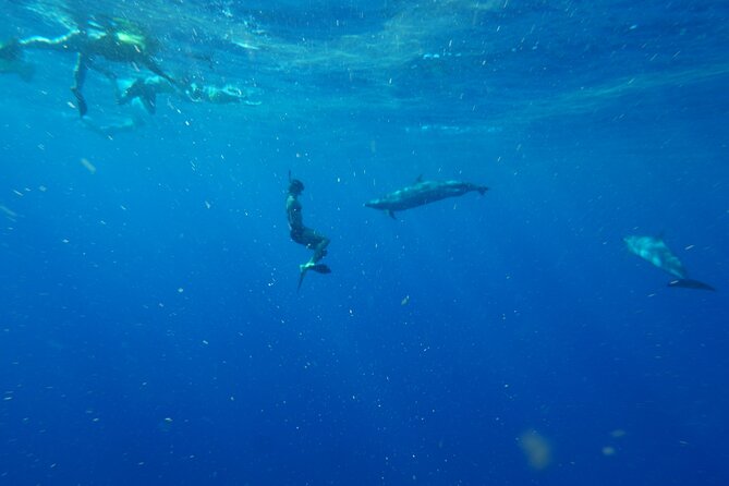 Swimming with Wild Dolphins Speedboat Adventure on Oahu - Who Should Book This Speedboat Adventure?