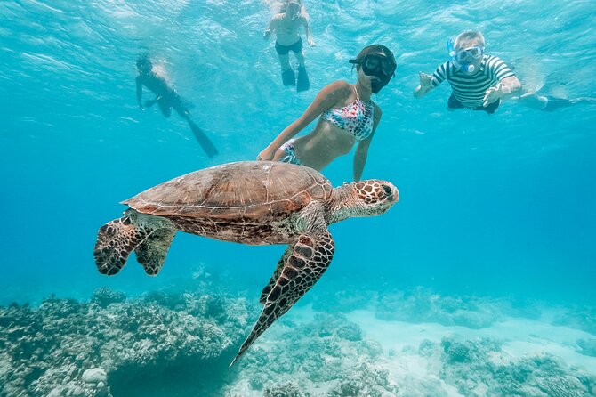 Swimming with Wild Dolphins Speedboat Adventure on Oahu - Snorkeling with Turtles at Makaha