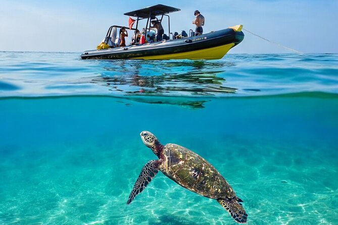 Turtle Canyon Snorkel Adventure - Small Group 6 Passengers - What happens at Turtle Canyon