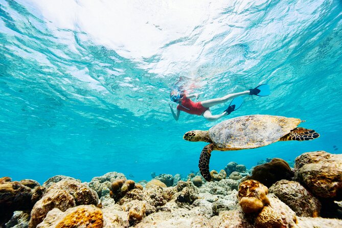 Turtle Canyon Snorkel Adventure - Small Group 6 Passengers - Guidance for beginners, children, and nervous swimmers
