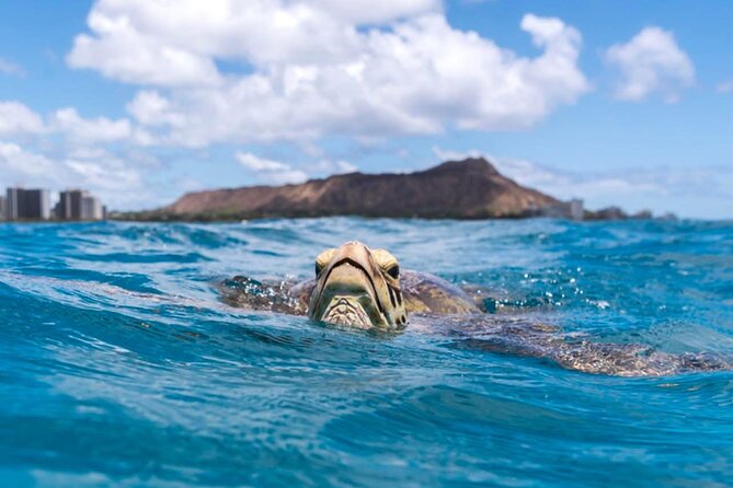 Turtle Canyon Snorkel Adventure - Small Group 6 Passengers - Wildlife viewing without the crowd