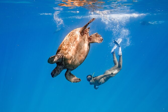 Turtle Canyon Snorkel: Semi Private Boat Tour - Key points to know before booking