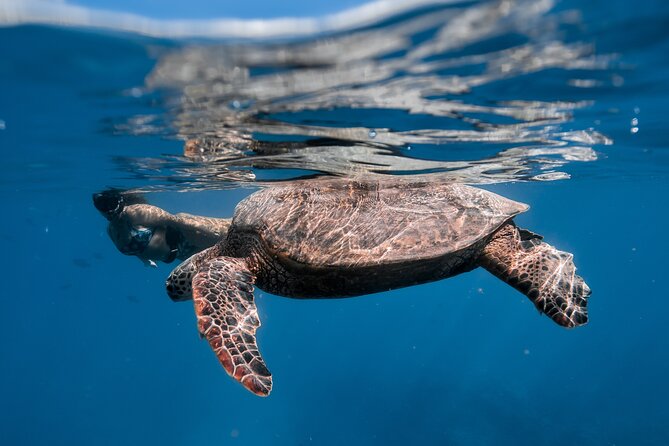 Turtle Canyon Snorkel: Semi Private Boat Tour - What the water can really be like