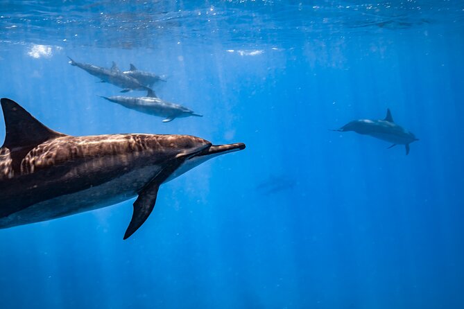 Turtle Canyon Snorkel: Semi Private Boat Tour - Who should book this Turtle Canyon trip?