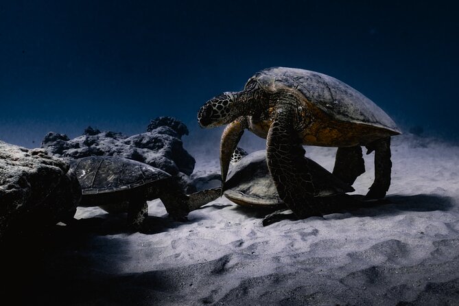 Turtle Canyon Snorkel Tour - Semi-private: 6 passenger max - Boat condition, equipment, and comfort