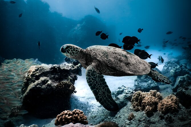 Turtle Canyon Snorkel Tour - Semi-private: 6 passenger max - The ride toward Diamond Head