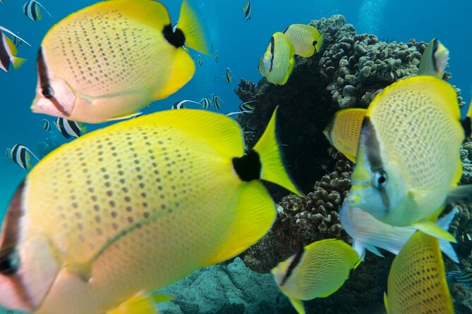 Turtle Canyon Waikiki Snorkel Adventure - What the Turtle Canyon trip is really like