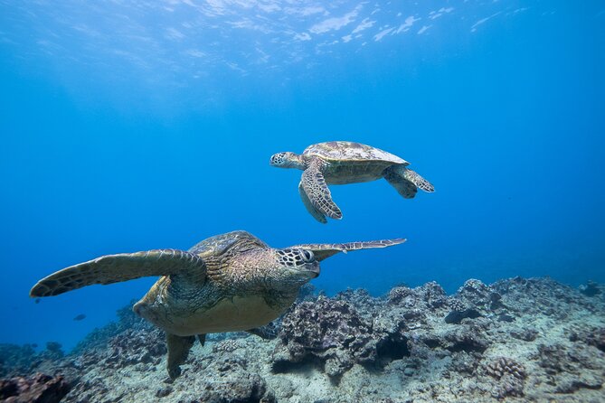 Turtle Canyon Waikiki Snorkel Adventure - A scuba boat with snorkel support