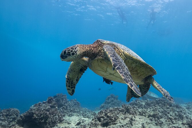 Turtle Canyon Waikiki Snorkel Adventure - Guides, safety, and help in the water
