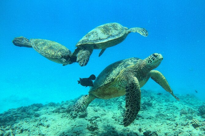 Turtle Canyon Waikiki Snorkel Adventure - Is $141.10 a fair price?