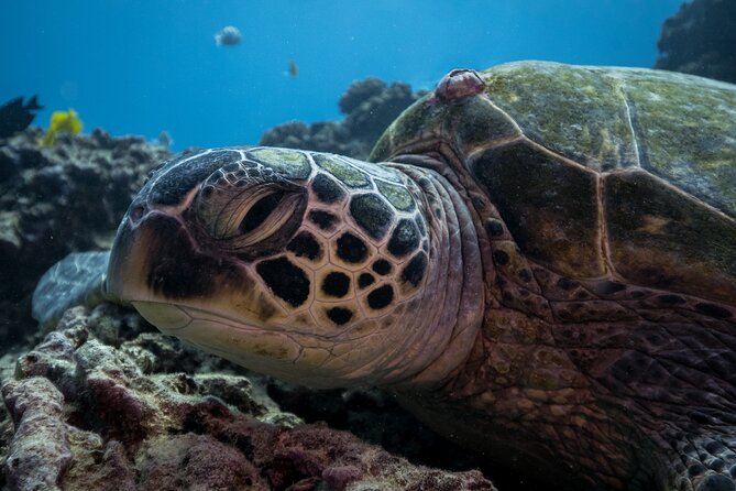Turtle Canyon Waikiki Snorkel Adventure - The second reef adds variety, but not always excitement