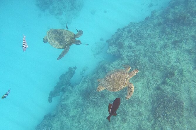 Turtle Snorkeling and Dole Plantation Guided Tour In Oahu - Key points to know before booking