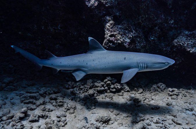 Two Tank Wreck and Drift Dive in Oahu - What the four-and-a-half-hour morning looks like