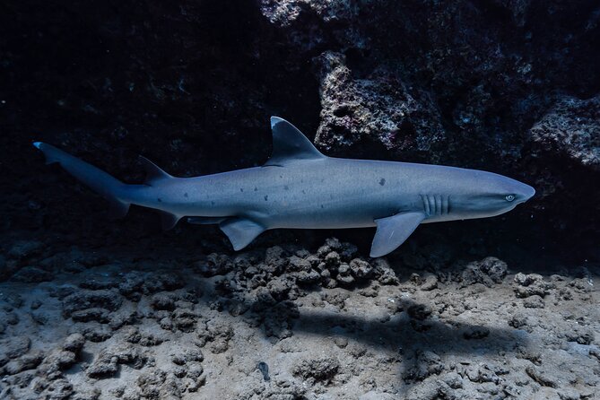 Two Tank Wreck and Drift Dive in Oahu - Full gear included, with a few items left to you