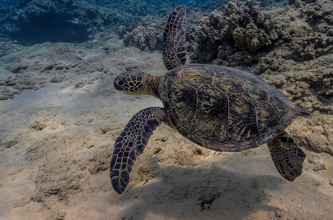 Two Tank Wreck and Drift Dive in Oahu - Who will enjoy this Oahu boat trip