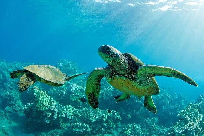 Ultimate North Shore Adventure: Full-Day Hawaiian Experience - Key Points to Know Before You Book