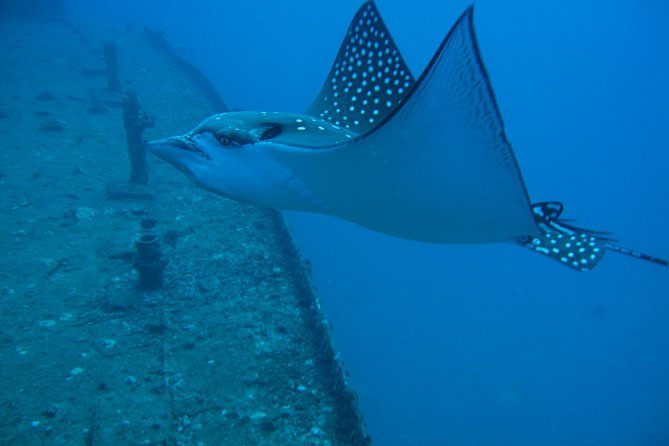 Waikiki 2 Tank World Class Wreck SCUBA Diving - Certified Only - Should you book the Waikiki wreck and reef trip?