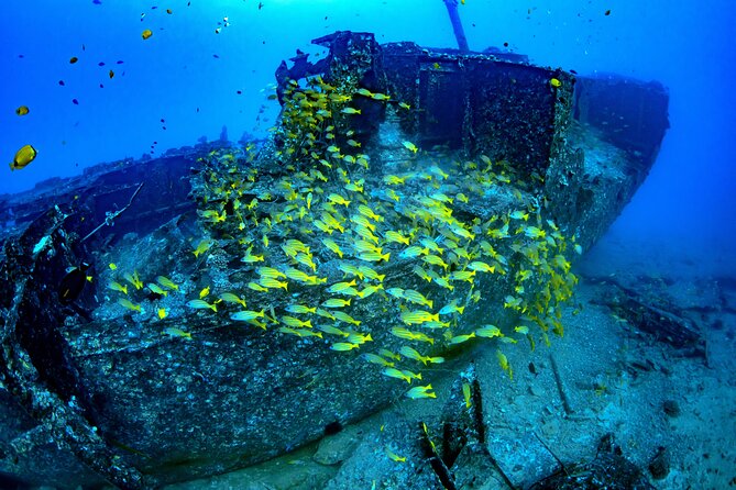 Waikiki: Atlantis Submarine Adventure - Timing, meeting point, and practical planning