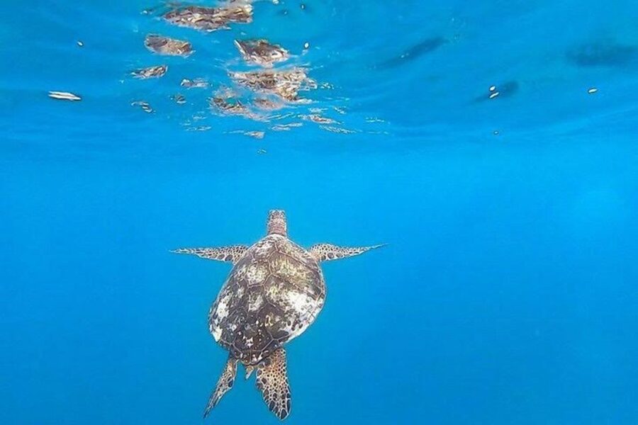 Waikiki Beach: Turtle Snorkeling and Sailing on Hāwea - Booking, cancellation, and practical details