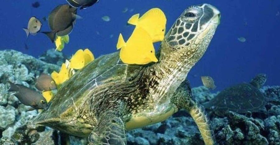 Waikiki Beach: Turtle Snorkeling and Sailing on Hāwea - The ride to Turtle Canyon
