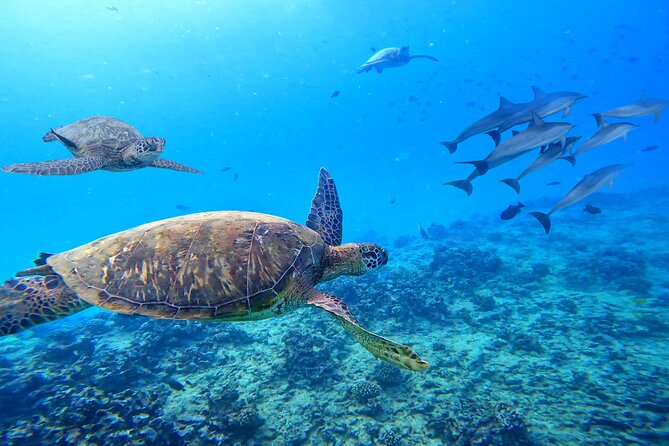 Waikiki Catamaran Escape: Snorkel with Turtles & Water Sports Fun - Who should book this outing?