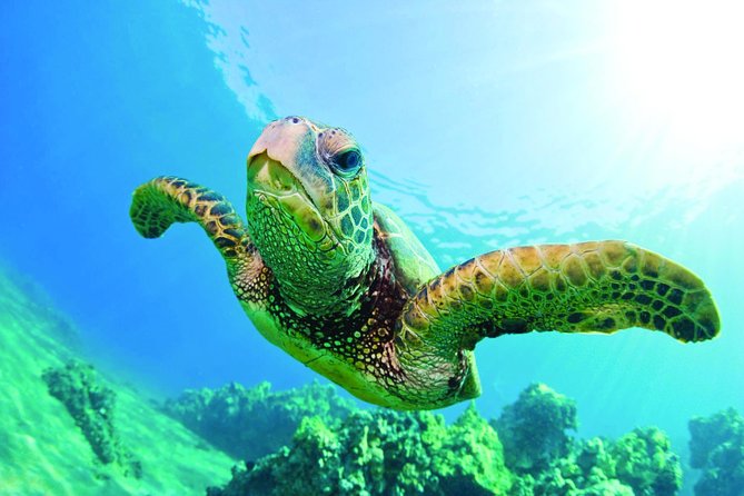 Waikiki Catamaran Snorkel Sail with Lunch: Turtles Guaranteed - Sailing Out From Kewalo Basin