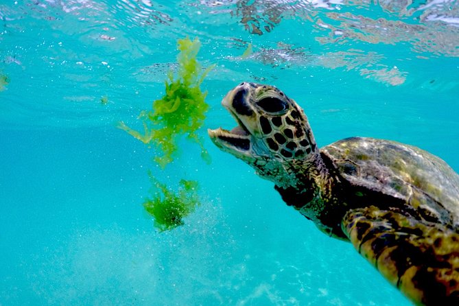 Waikiki Catamaran Snorkel Sail with Lunch: Turtles Guaranteed - Who Will Enjoy This Waikiki Snorkel Cruise?
