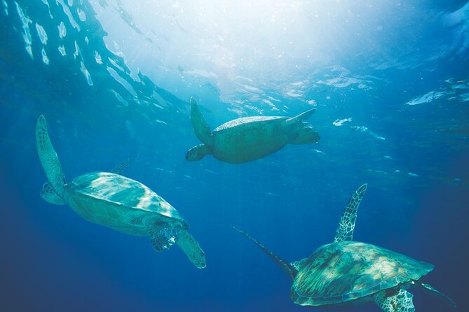 Waikiki Catamaran Snorkel Sail with Lunch: Turtles Guaranteed - Practical Tips Before You Board
