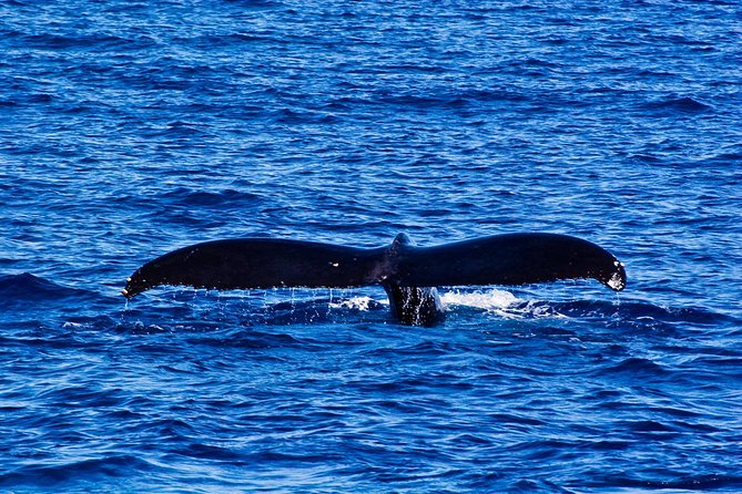Waikiki Deluxe Catamaran Whale Watch - Drinks, snacks, lunch, and seating