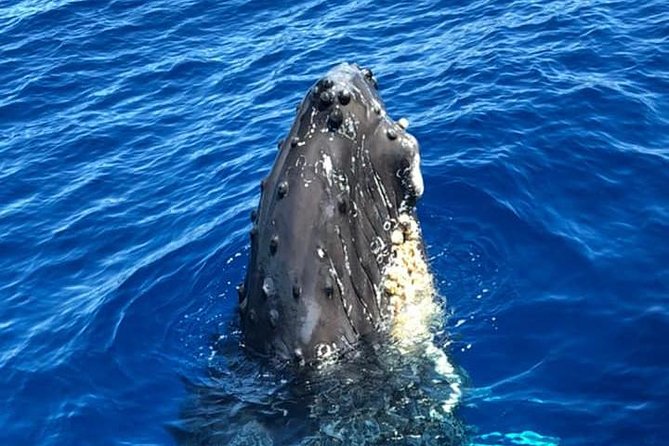 Waikiki Deluxe Catamaran Whale Watch - Rough water and motion sickness