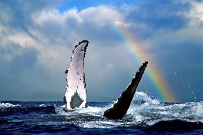 Waikiki Deluxe Catamaran Whale Watch - The whale re-ride and what it really means