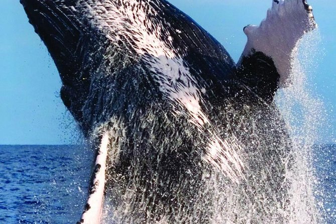 Waikiki Deluxe Catamaran Whale Watch - Is $89 a fair price?