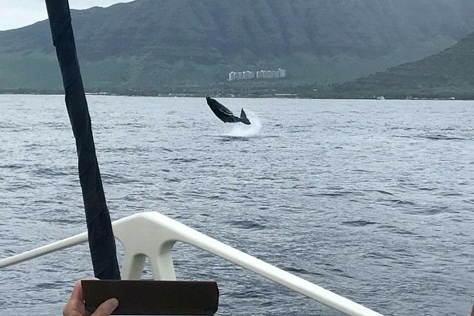 Waikiki Deluxe Catamaran Whale Watch - Waikiki pickup requires the right booking option