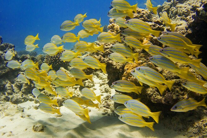 Waikiki, Hawaii: Deluxe Snorkel and Wildlife Cruise - Snacks, drinks, and the small comforts