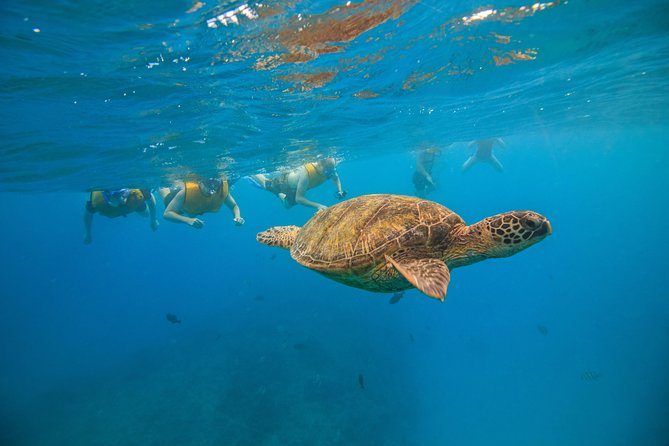 Waikiki, Hawaii: Turtle Canyon Snorkel Excursion - Crew support for first-time snorkelers