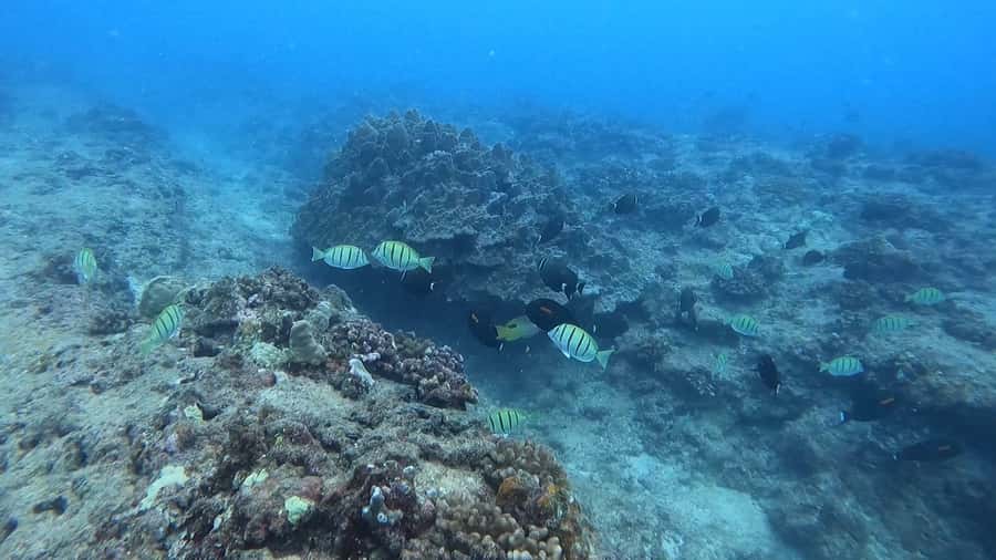 Waikiki: Honolulu Beginner Scuba Diving with Videos - What makes this Waikiki scuba lesson different