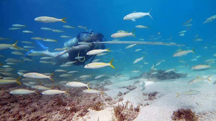 Waikiki: Honolulu Beginner Scuba Diving with Videos - Getting comfortable in waist-deep water